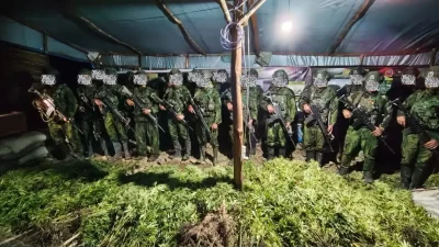 Cegah Bahaya Narkotika, Koops TNI Habema Temukan 5.000 Batang Tanaman Ganja di Papua