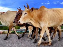 Kodim 0209/Labuhanbatu Bantah Tuduhan Anggota TNI Terlibat Dugaan Pencurian Lembu