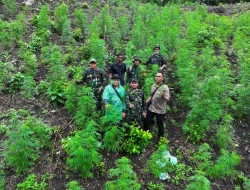 TNI Temukan Ladang Ganja Seluas 2,5 Hektar di Pegunungan Indrapuri Aceh Besar