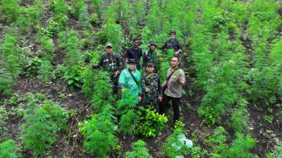 TNI Temukan Ladang Ganja Seluas 2,5 Hektar di Pegunungan Indrapuri Aceh Besar