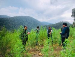 TNI Termukan Ladang Ganja Seluas 50 Hektar di Nagan Raya