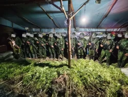 Cegah Bahaya Narkotika, Koops TNI Habema Temukan 5.000 Batang Tanaman Ganja di Papua