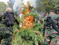 Perang Lawan Narkotika, Prajurit TNI Musnahkan 2,5 Hektar Ladang Ganja di Aceh Besar