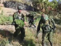 TNI Bongkar Ladang Ganja Milik Bos OPM Egianus Kogoya, 21.400 Pohon Dimusnahkan